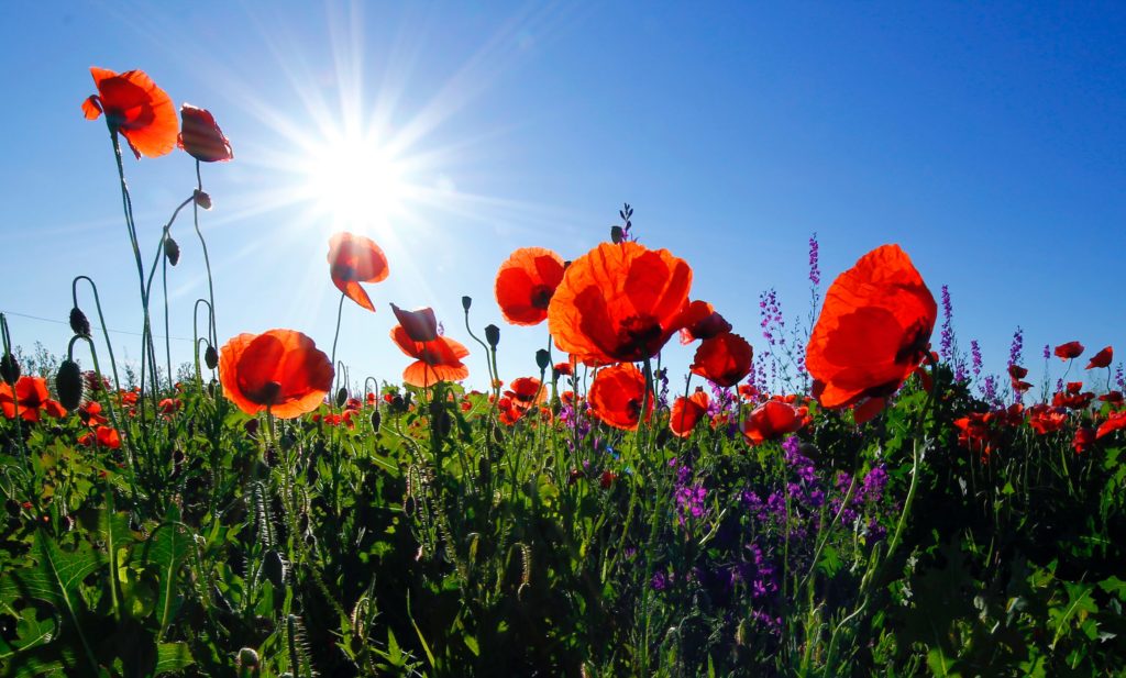 flower garden